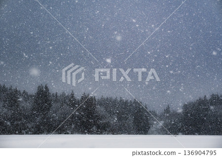 Falling snow and pure white snow fields: A fantastic snow scene with a winter forest as a backdrop Falling snow and pure white snow fields: A fantastic snow scene with a winter forest as a backdrop 136904795