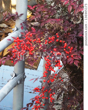 Nandina fruit upstream of the Yoshino River (red nandina on the riverbank) Nandina fruit upstream of the Yoshino River (red nandina on the riverbank) 136905173