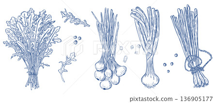 Leek and dandelion greens botanical engraving collection in vintage style 136905177