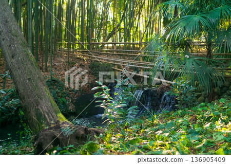 Bamboo forest with small waterfall 136905409
