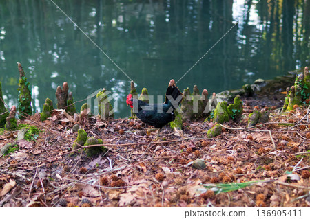 Black hen on the bank of the lake in the forest. Black hen on the bank of the lake in the forest. 136905411