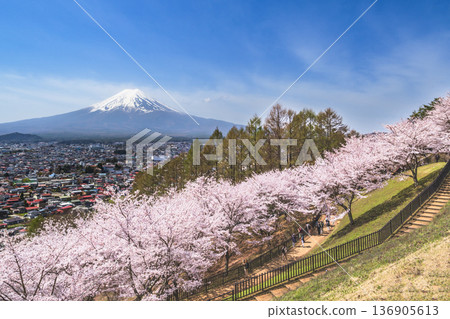 春天的新倉山淺間公園，從櫻花盛開的山上看到富士山[山梨縣富士吉田市] 136905613