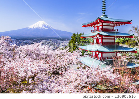 從荒倉山淺間公園眺望春櫻、五重塔和富士山 [山梨縣富士吉田市] 136905616