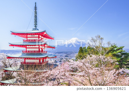 從荒倉山淺間公園的觀景台上可以欣賞到壯麗的景色：盛開的櫻花、忠塔和富士山 [山梨縣富士吉田市] 136905621