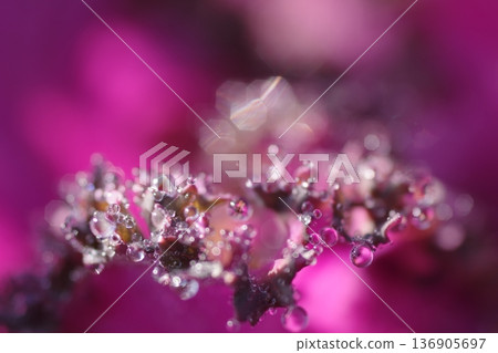 Macro photography of snapdragon Macro photography of snapdragon 136905697