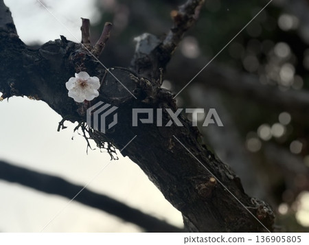 Cherry petals Cherry petals 136905805