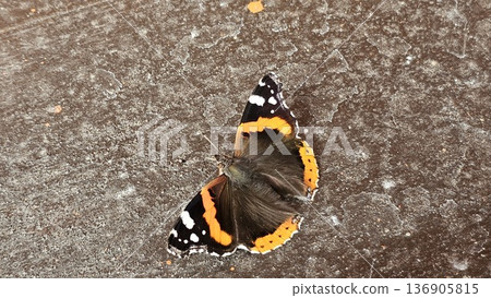 Butterfly Sun Admiral, Vanessa atalanta Red Admiral Vanessa Atalanta butterfly. Butterfly Sun Admiral, Vanessa atalanta Red Admiral Vanessa Atalanta butterfly. 136905815