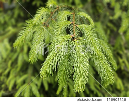 Fresh green pine tree branches reach toward the sunlight, showcasing their needles vivid color and texture. The natural beauty of this scene promotes a sense of tranquility. 136905816