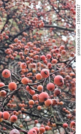 ripe rosehip berries,ready for making tea, rosehip fruit from medicinal fruits, fruits of vitamin c store 136905817