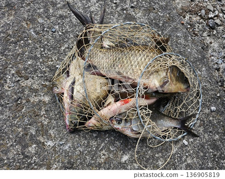 Fish net catch big carp in a fishing net Fish net catch big carp in a fishing net 136905819