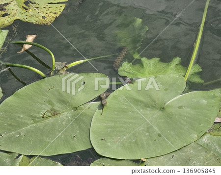 a photography of a bowl of water with lily pads floating on it. 136905845