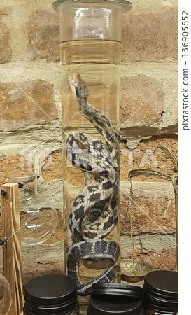 Whole Snake Preserved in Glass Bottle with Alcohol, Traditional Asian Infusion Drink, Exotic Cultural Beverage Display, Close Up Studio Shot Whole Snake Preserved in Glass Bottle with Alcohol, Traditional Asian Infusion Drink, Exotic Cultural Beverage Display, Close Up Studio Shot 136905852