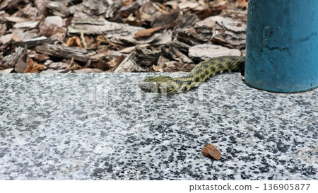 Grass snake on floating leaves in water holding tadpole or small fish in mouth, natural feeding scene, wildlife close-up of predator-prey interaction, snake hunting in freshwater habitat Grass snake on floating leaves in water holding tadpole or small fish in mouth, natural feeding scene, wildlife close-up of predator-prey interaction, snake hunting in freshwater habitat 136905877
