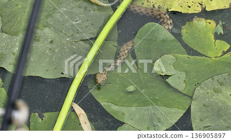 Grass snake on floating leaves in water holding tadpole or small fish in mouth, natural feeding scene, wildlife close-up of predator-prey interaction, snake hunting in freshwater habitat Grass snake on floating leaves in water holding tadpole or small fish in mouth, natural feeding scene, wildlife close-up of predator-prey interaction, snake hunting in freshwater habitat 136905897