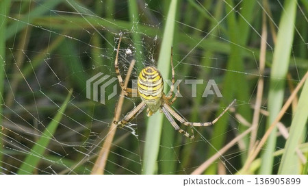 tiger argiope, Argiope bruennich, wasp spider Sits in a Web. Poisonous spherical striped spider with a yellow belly, shaggy paws in sun. Forest spider lives and hunts in grass. Wild nature. Zoom. tiger argiope, Argiope bruennich, wasp spider Sits in a Web. Poisonous spherical striped spider with a yellow belly, shaggy paws in sun. Forest spider lives and hunts in grass. Wild nature. Zoom. 136905899