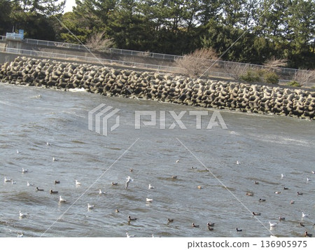 冬季候鳥，如赤頸鴨和黑頭鷗，抵達花見河口。 136905975