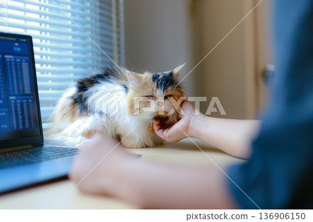 Cute Cat Sitting on Desk Beside Laptop in Home Office Cute Cat Sitting on Desk Beside Laptop in Home Office 136906150
