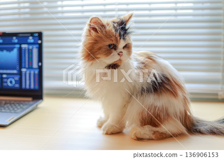 Cute Cat Sitting on Desk Beside Laptop in Home Office Cute Cat Sitting on Desk Beside Laptop in Home Office 136906153