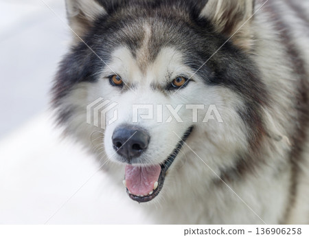 Fluffy Siberian Husky dog male outdoors 136906258