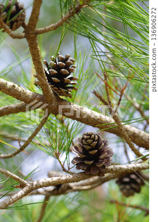 Pine cone Pine cone 136906272