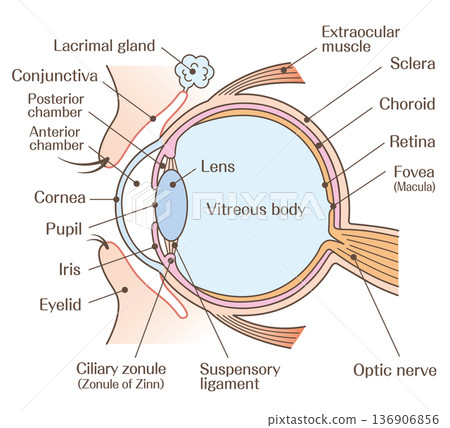 Anatomical illustration of the eye (cross section of the eyeball) - color Anatomical illustration of the eye (cross section of the eyeball) - color 136906856