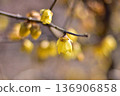 龜戶天神神社的黃梅花盛開 136906858