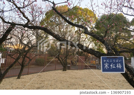 梅節前的冬紅梅花 梅節前的冬紅梅花 136907193