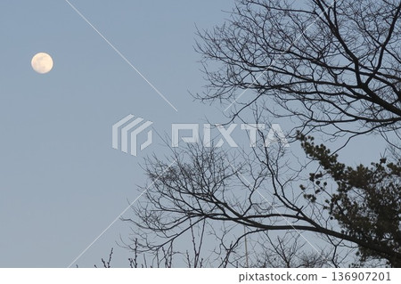 透過樹枝看到的月亮 136907201