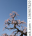 豐滿的梅花映襯著藍天 136907820