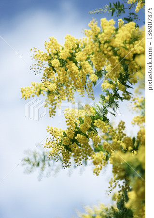 含羞草花在藍天下綻放，春意盎然的背景，垂直構圖 136907875