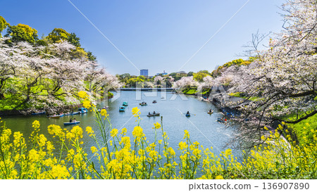 千鳥淵的春天：櫻花和油菜花映襯著藍天 [東京千代田區] 136907890