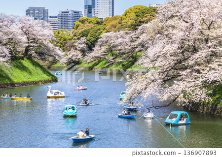 千鳥淵的春天，是東京觀光的絕佳日子。人們正在欣賞櫻花。 [東京千代田區] 136907893