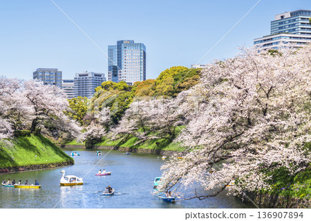 千鳥淵公園的春天：櫻花與城市景觀在藍天映襯下熠熠生輝 [東京千代田區] 136907894