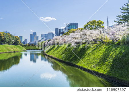 Tokyo in spring with cherry blossoms in bloom: Cityscape seen from Chidorigafuchi and Hanzobori moat [Chiyoda-ku, Tokyo] 136907897