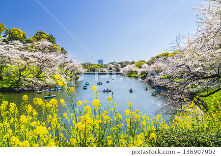 千鳥淵的春天：櫻花和油菜花映襯著藍天 [東京千代田區] 136907902