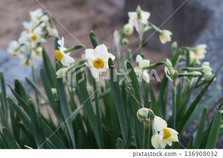 春天花園裡盛開的水仙花 春天花園裡盛開的水仙花 136908032
