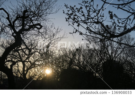 梅花告訴春天的到來 梅花告訴春天的到來 136908033