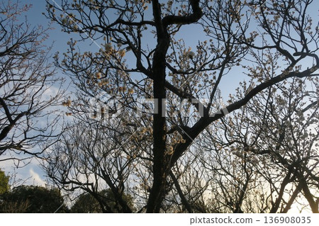 發光在藍天的白色李子 發光在藍天的白色李子 136908035