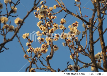 白梅綻放在藍天 136908036