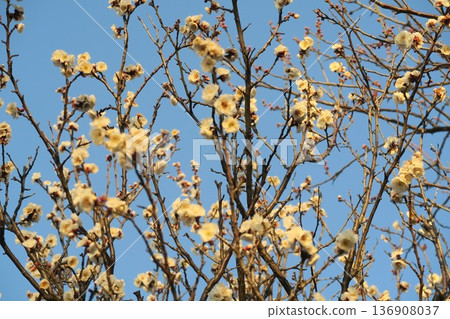 發光在藍天的白色李子 發光在藍天的白色李子 136908037