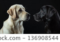 Black and a white Labrador dog face each other against a black background, highlighting their contrasting fur. 136908544