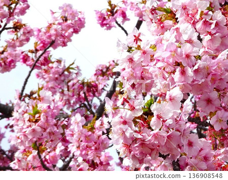 Spring coming 136908548