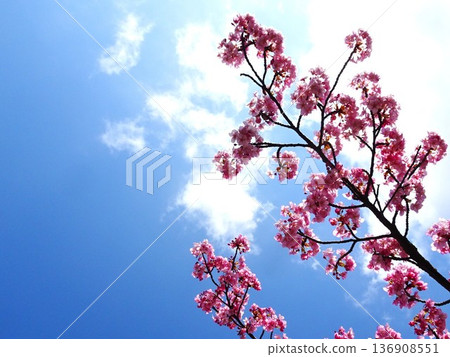 Spring coming 136908551