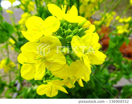 Spring coming 136908552