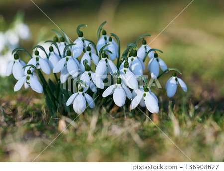 Group of blooming snowdrops, white petals, green stems 136908627