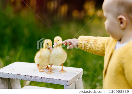 Cute toddler playing with ducklings on the farm. Cute toddler playing with ducklings on the farm. 136908889