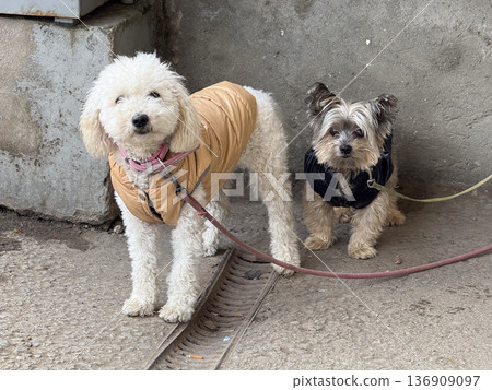 Two small dogs on leash wearing jacket outdoors. Companionship, pet care, urban walk, friendship, and domestic animal lifestyle concept. Two small dogs on leash wearing jacket outdoors. Companionship, pet care, urban walk, friendship, and domestic animal lifestyle concept. 136909097