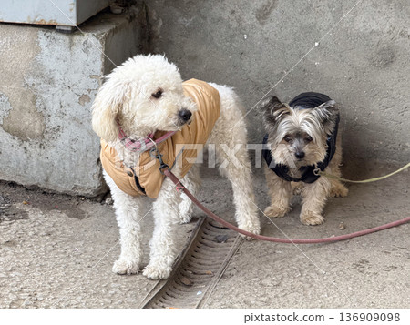 Two small dogs on leash wearing jacket outdoors. Companionship, pet care, urban walk, friendship, and domestic animal lifestyle concept. Two small dogs on leash wearing jacket outdoors. Companionship, pet care, urban walk, friendship, and domestic animal lifestyle concept. 136909098