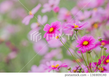 秋日陽光下盛開的波斯菊 秋日陽光下盛開的波斯菊 136909140