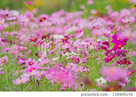 Cosmos field in full bloom 136909256
